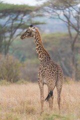 Savana wildlife in Tanzania - Serengeti National Park