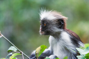 Red Colobus Monkey - Zanzibar - Tanzania