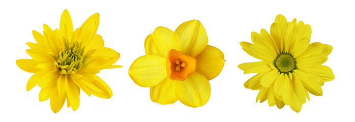Set of different yellow flowers (chrysanthemum, narcissus; rudbeckia) isolated on white or...