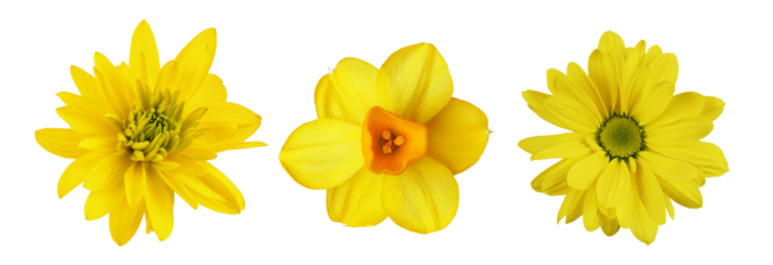 Set of different yellow flowers (chrysanthemum, narcissus; rudbeckia) isolated on white or transparent background