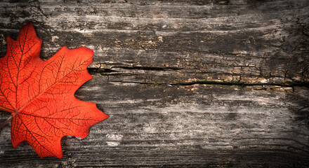 Autumn composition with texture of old wood and autumn maple leaf. Flatlay. Copy space. Top view. Selective focus.