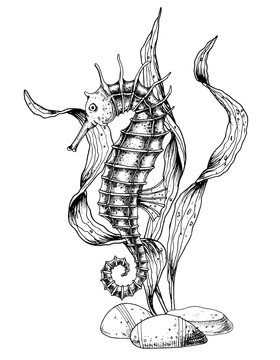 Vector composition with Seahorse and seaweeds on isolated background. Hand drawn illustration of Sea Horse painted by black inks. Drawing of underwater life in line art style. Marine flora and fauna.