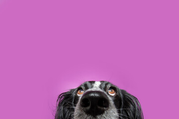 Close-up puppy dog peeking over looking up. Isolated on purple or lila background