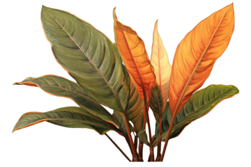 Green and yellow Canna Indica leaf isolated on transparent background - High quality PNG of tropical plant