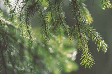 Morning in the forest with branches of a pine
