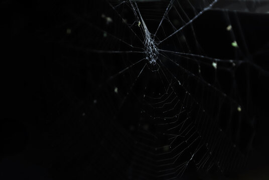 거미와 거미줄 사진