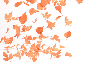 Red leaves falling from the sky in white background,Autumn,isolated,the transition of the autumn season,3D rendering