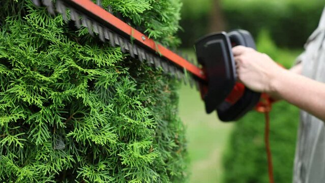 Gardener trimming thuja shrub by electric hedge trimmer in garden. Cutting overgrown bush with gardening tool