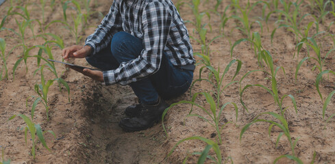 In the Industrial Greenhouse Two Agricultural Engineers Test Plants Health and Analyze Data with Tablet Computer.