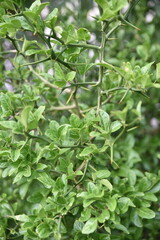 Poncirus trifoliata (citronnier de Chine) au jardin