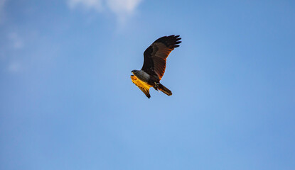 Fly like a free falcon red bird