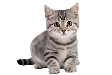 Obraz premium Cute and fluffy domestic cat with green eyes in front of a transparent background