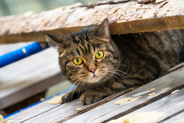 grey tabby cat with yellow eyes on scaffolding