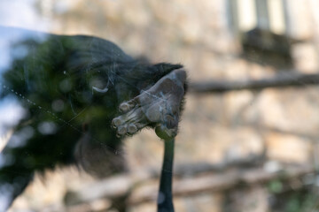 Close-up view of black foot of Macaca nigra (Celebes crested macaque or black ape) standing on glass wall of Zoo. Soft focus. Animals in captivity theme.