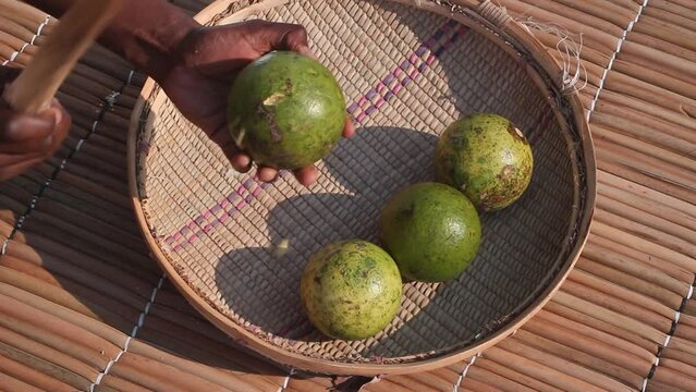 Cracking the hard shell of a ripe fruit of the Strychnos spinosa tree known as natal orange or monkey orange