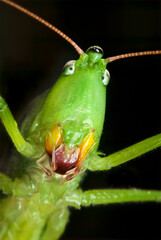Round-tipped conehead katydid (Neoconocephalus retusus), male. Yellow mandibles have black, serated tips with which the insect shreds its food.