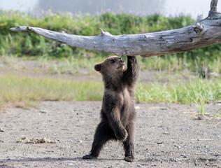 Brown Bear Cub Playing Under Log