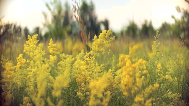 Summertime yellow bedstraw at wild meadow	