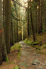 Sun Peaking Through the Trees in The Swiss Alps in Switzerland in Summer