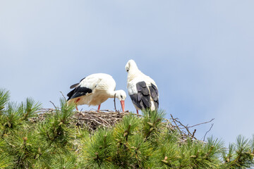 couple de cigognes au nid
