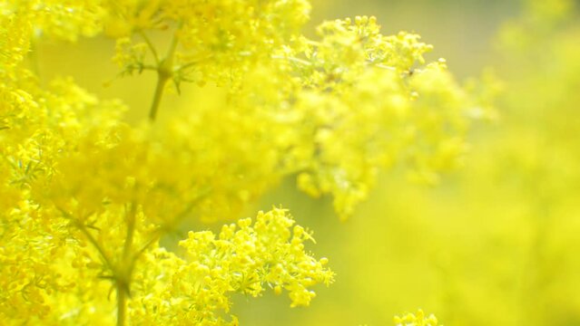 Summertime yellow bedstraw at wild meadow
