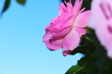 
Pink rose and green leaves against the blue sky