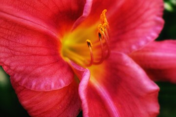 
Red daylily. Background texture
