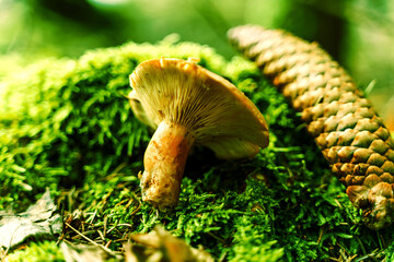 mushrooms in the forest