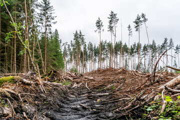 river in the forest