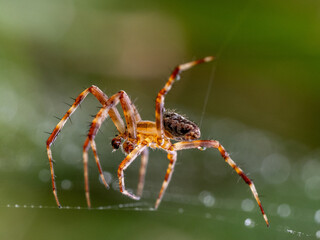 Spinne