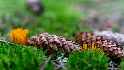 pine cones on a tree