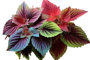 Colorful coleus leaves with green, red, and yellow patterns isolated on transparent background