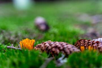 cones on the grass