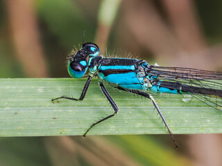 Libelle