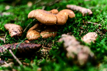 mushroom on the moss