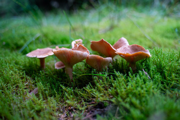 The false chanterelle, also known as the forest doppelgänger, is a mushroom that pretends to be its famous cousin, the true chanterelle