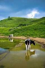 Cows by a water puddle in a high-altitude pasture