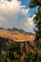 Flowers and Trees at Sunset Swiss Alps in Switzerland in the Summer With Mountains Peaking Through the Clouds in the Background 