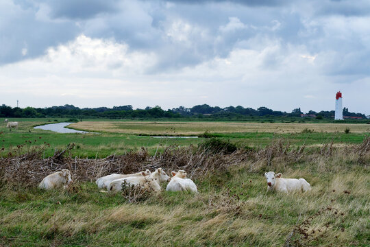 Cattle and lighthouse in the Nature Reserve of the Fouras swamp 
