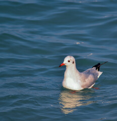 The black-headed gull (Chroicocephalus ridibundus) (Larus ridibundus)