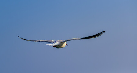 The black-headed gull (Chroicocephalus ridibundus) (Larus ridibundus), seagull