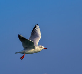 The black-headed gull (Chroicocephalus ridibundus) (Larus ridibundus), seagull