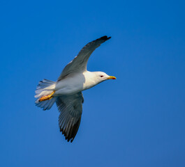 The black-headed gull (Chroicocephalus ridibundus) (Larus ridibundus), seagull
