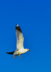 The black-headed gull (Chroicocephalus ridibundus) (Larus ridibundus), seagull