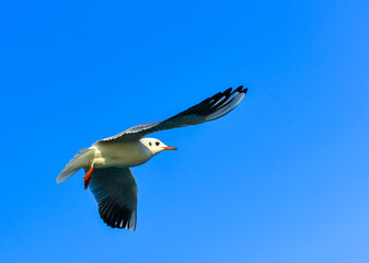 Fototapeta na wymiar The black-headed gull (Chroicocephalus ridibundus) (Larus ridibundus), seagull