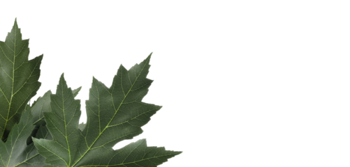 Maple tree leaves isolated on white, clipping  