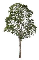Green tree on transparent background (PNG File)