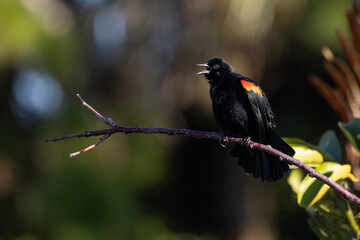 Fototapeta premium Red Winged Blackbird Calling Out