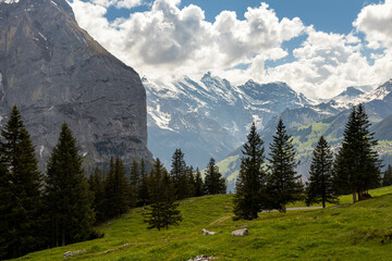 Fototapeta na wymiar Trees Sitting Along a Hill in the Swiss Alps in Switzerland in the Summer with Mountains Peaking Through Clouds in the Background