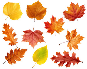 Naklejka na ściany i meble Red Orange And Yellow Autumn Leaves Isolated On White Background. No Shadows. Ai Generated 